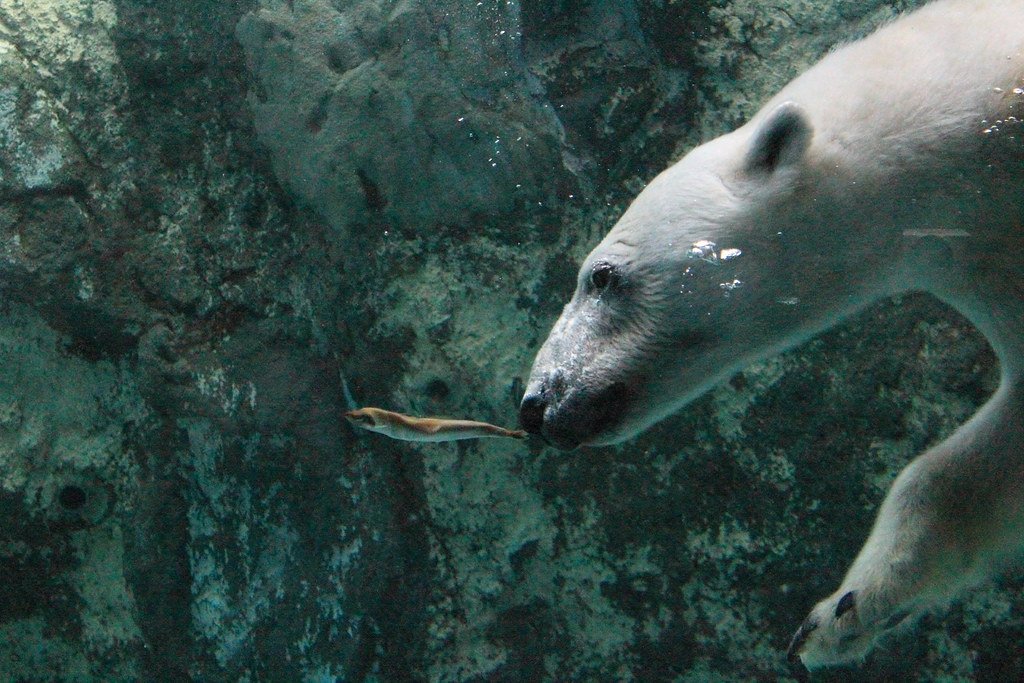 🐧 아사히야마 동물원 이미지 7